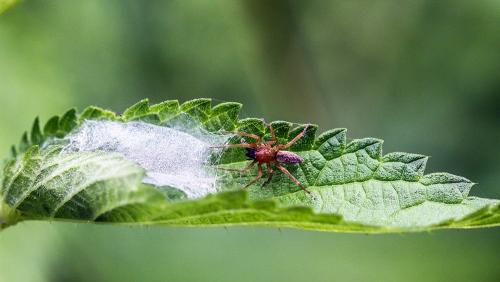 Clubiona sp.
